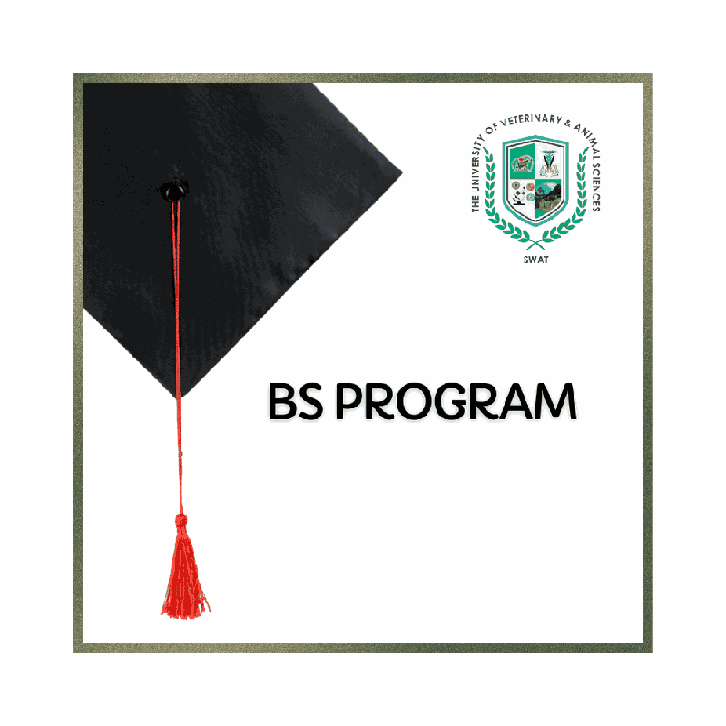 Undergraduate Program
